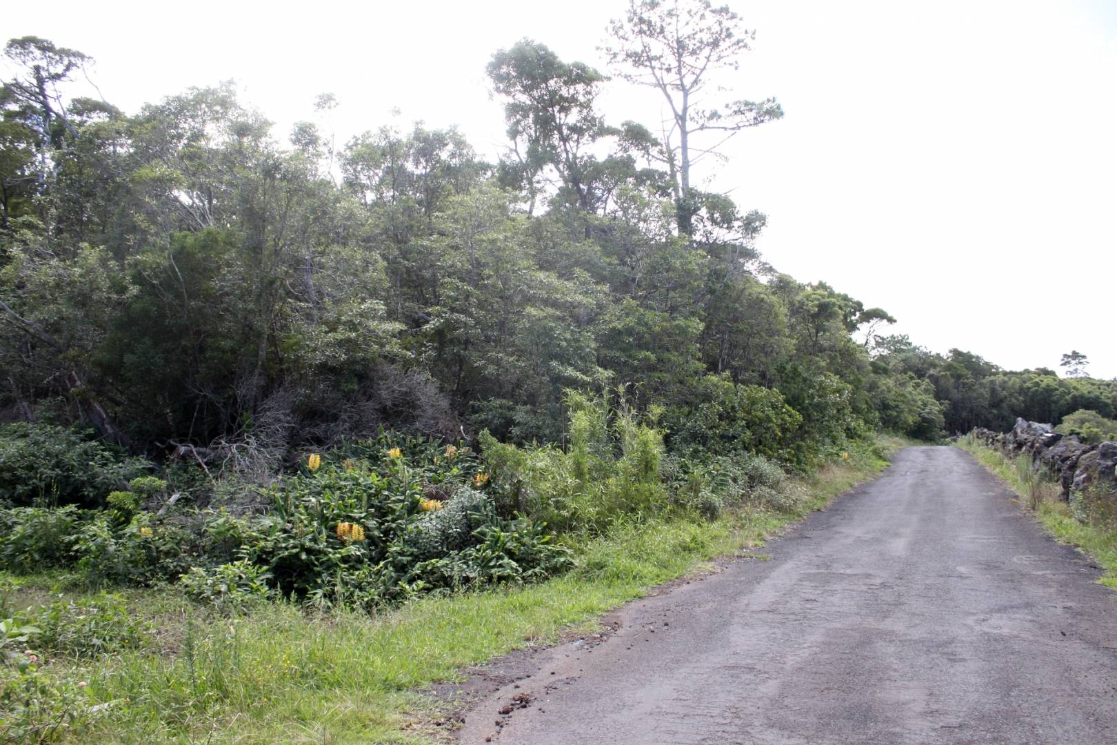 nature forest view Pico