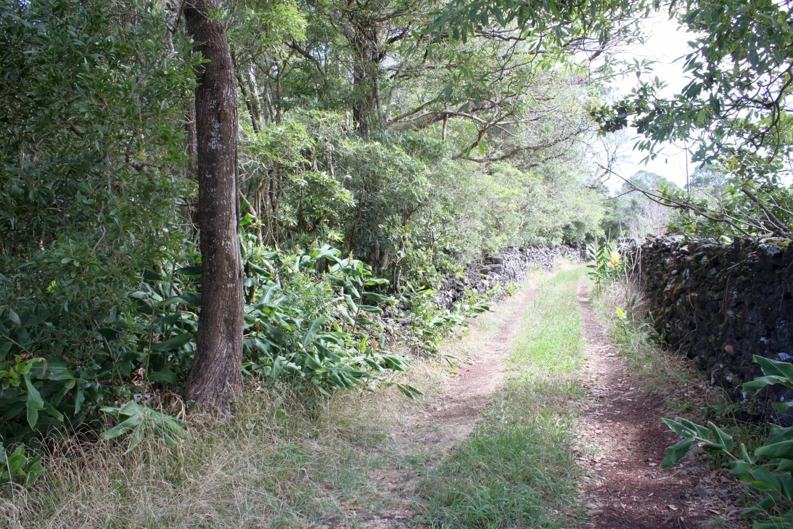 nature forest view Pico