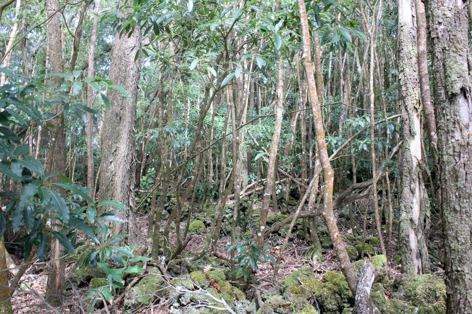 nature forest view Pico