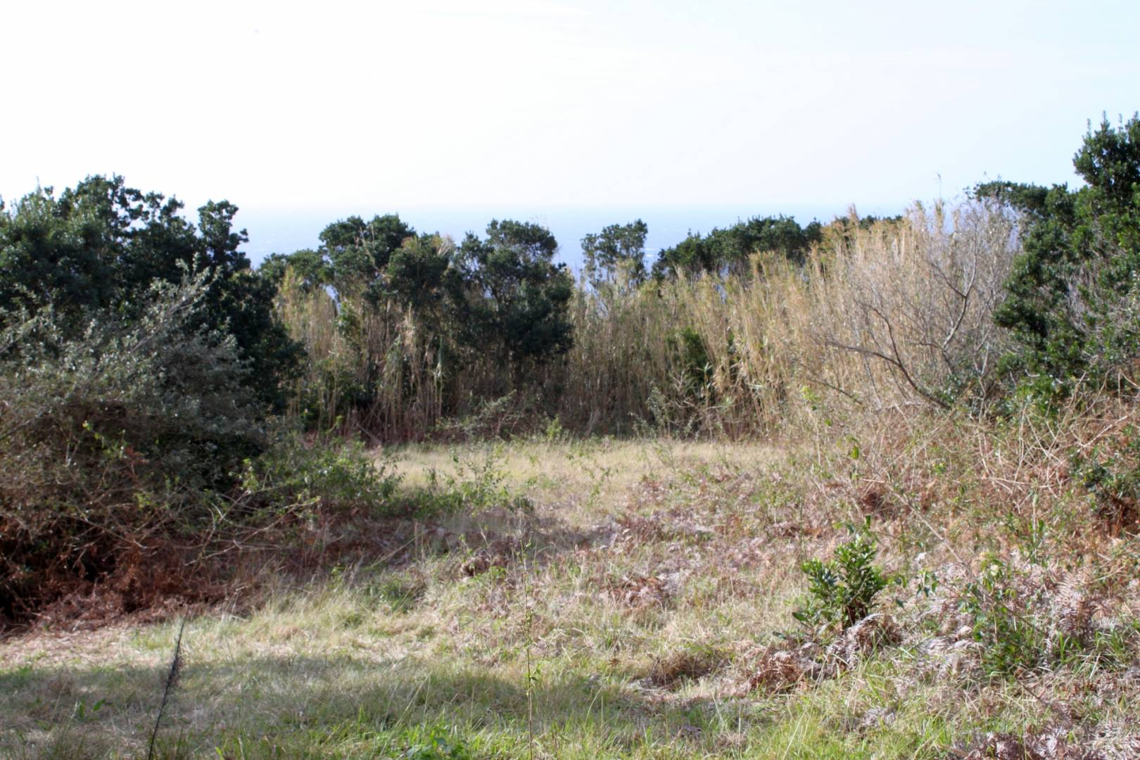 Large plot view Faial