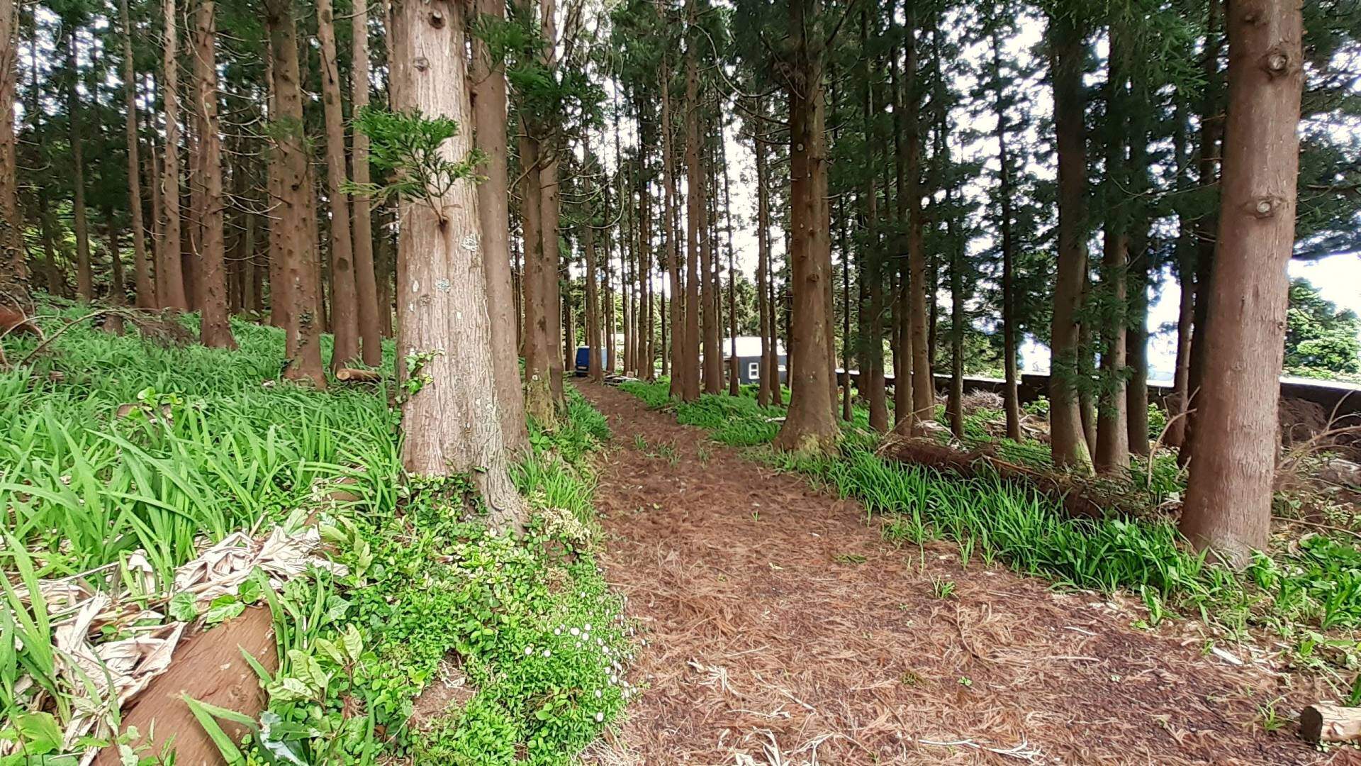 forest plot house faial