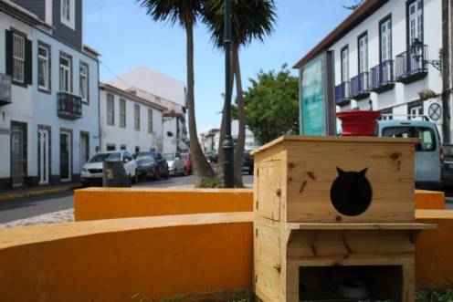 faial animal friendly island