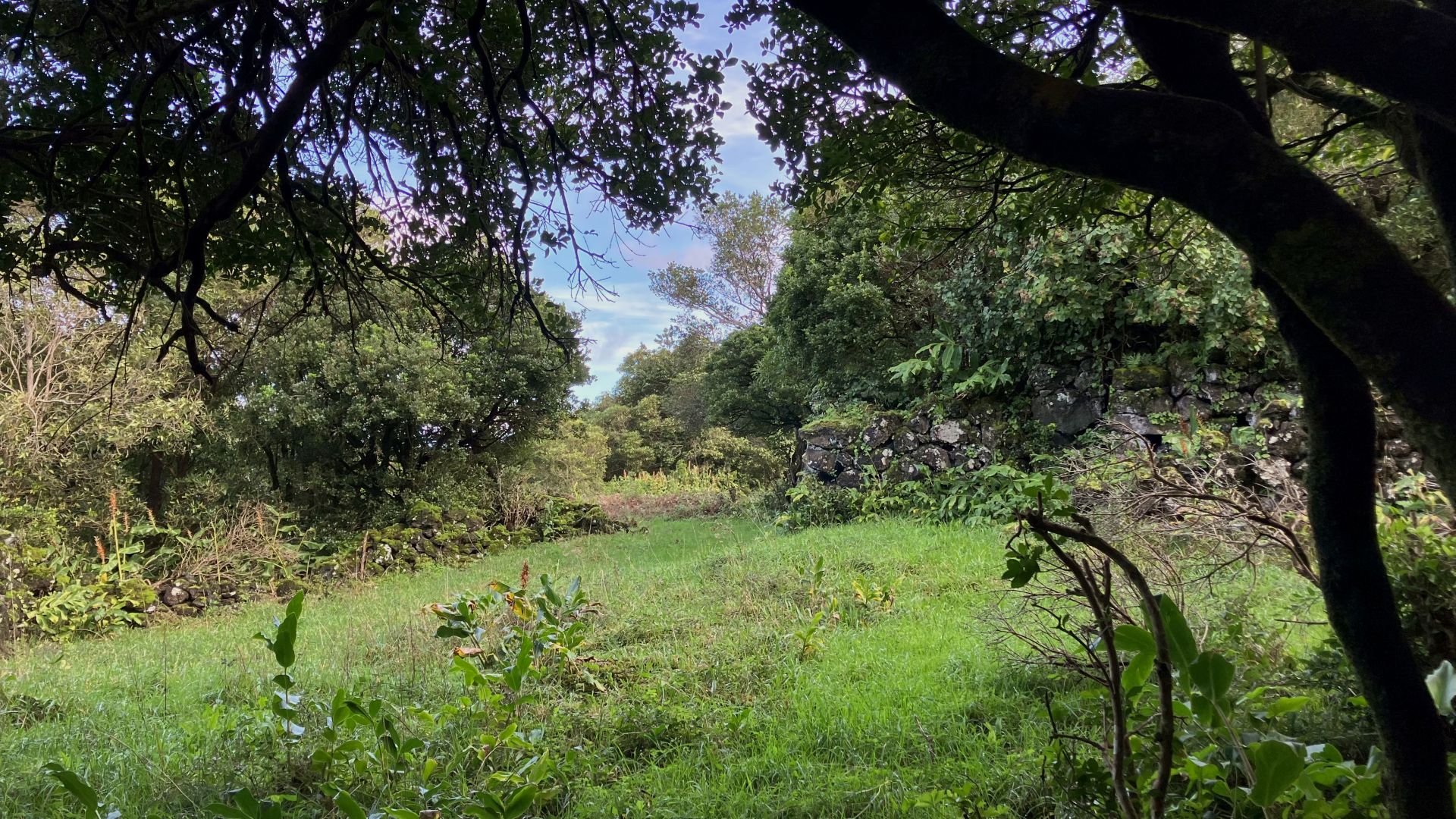 land forest ruin rebuilding