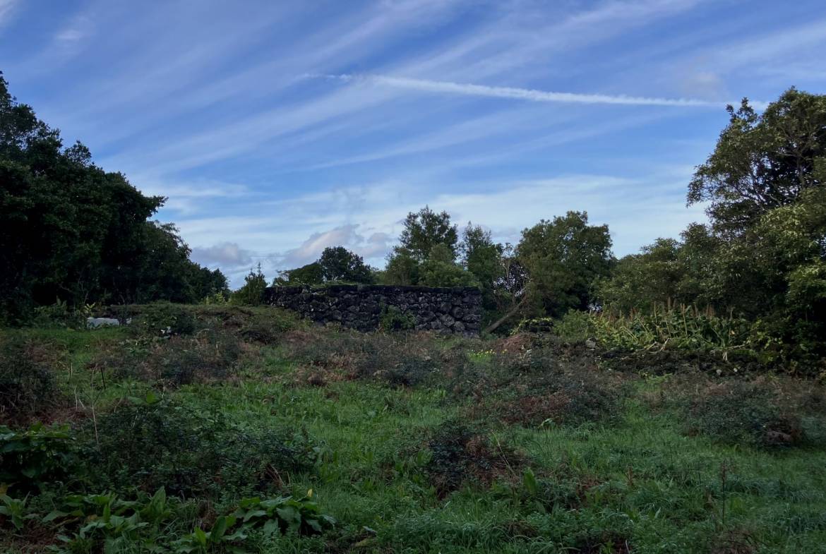 land forest ruin rebuilding