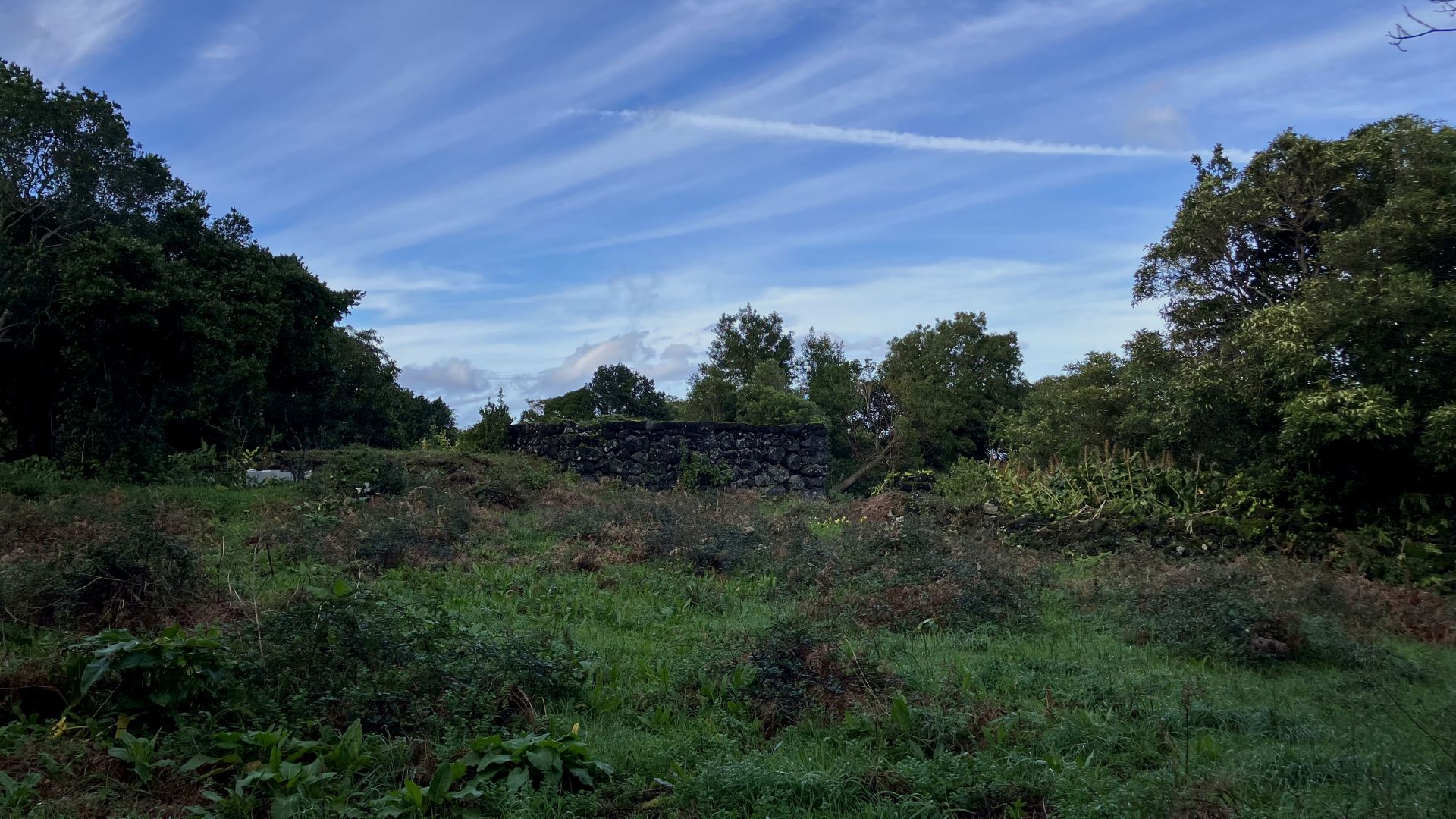 land forest ruin rebuilding