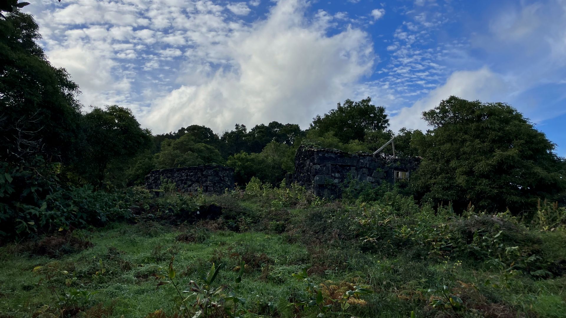 land forest ruin rebuilding