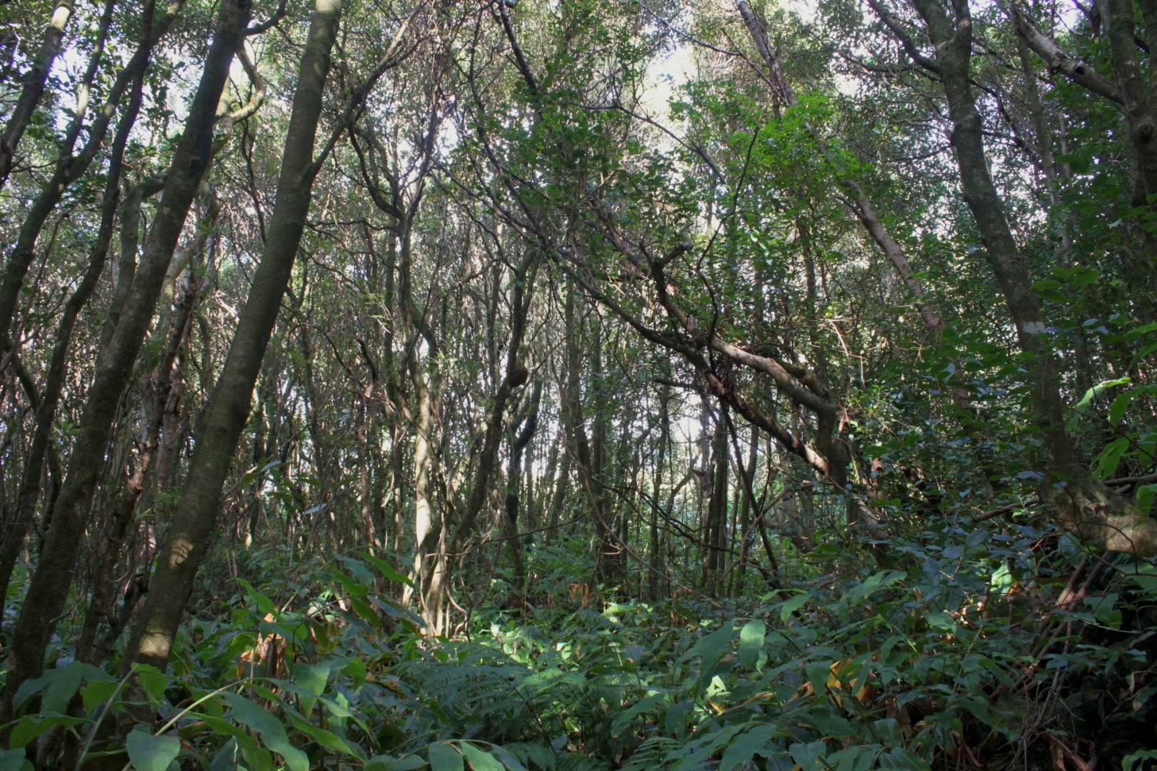 forest plot varadouro faial