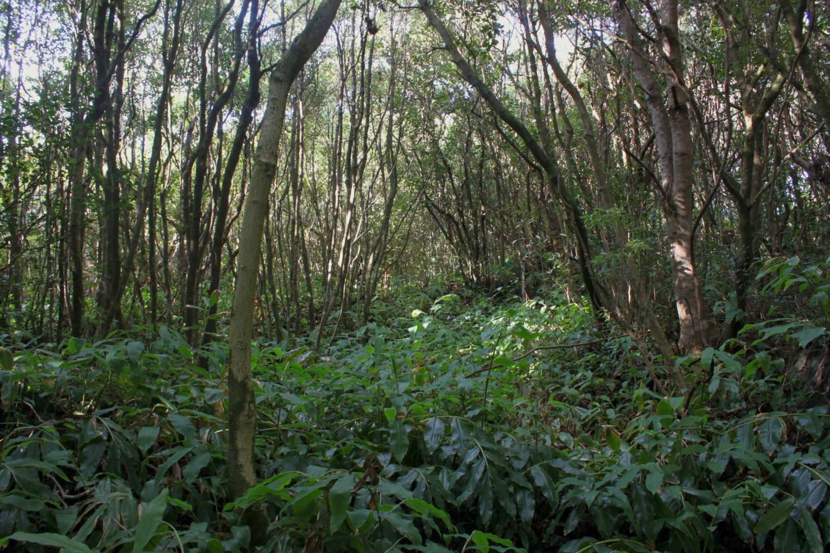 forest plot varadouro faial